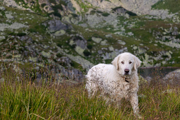 Mountain dog in alpine environment with sweeping valley views. White furry companion enjoying outdoor adventure in rugged terrain.