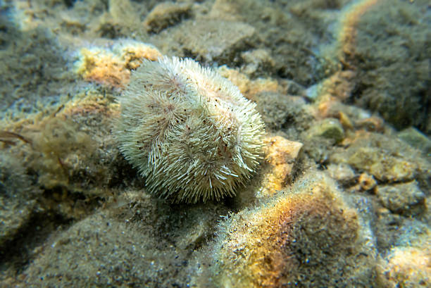 istock Sand sea urchin - Echinocardium mediterraneum 2224636115
