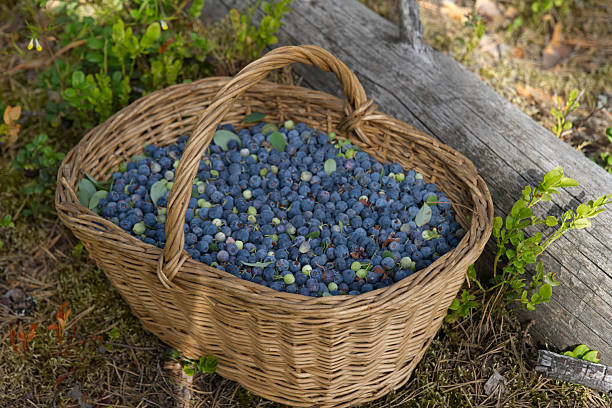 istock Basket full of fresh ripe blueberries 2224636388