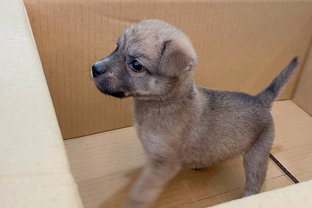 istock A brown mix puppy is playing in a cardboard box. 2224638479