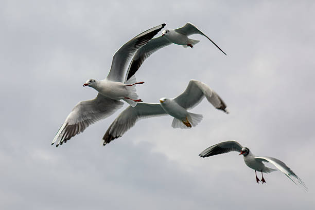 istock Seagulls (family Laridae) soaring in the sky, set against a cloudy backdrop 2224639513