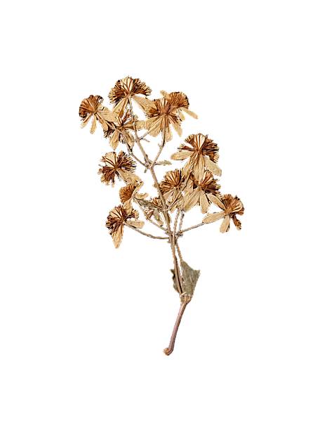 istock Pressed white flowers on white background botanical illustration. Blossom abstract art. Dried plant herbarium isolated on white. Floral composition, nature, botany, vintage herbarium, flower pattern 2224639751