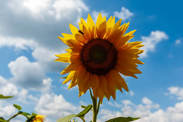 Sunflower in field close-up Summer nature Village mood Colors yellow blue Agricultural harvest sunflowers against sky white clouds Sun lightsWarm light Helianthus annuus Copy space