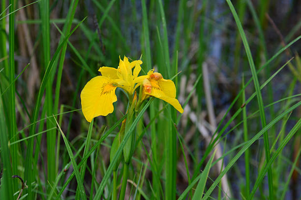 istock Vibrant Yellow Iris Blooming Amidst Lush Greenery and Water copy space 2224639840