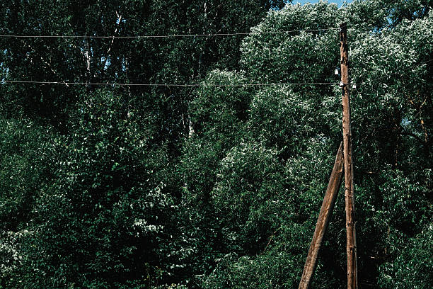 Wooden electricity pole and wires against willow and birch tree top
