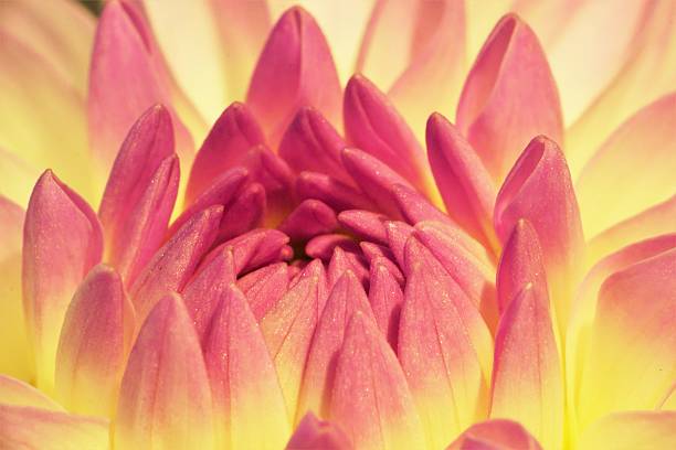 istock Dahlia flower petals close up 2224642204