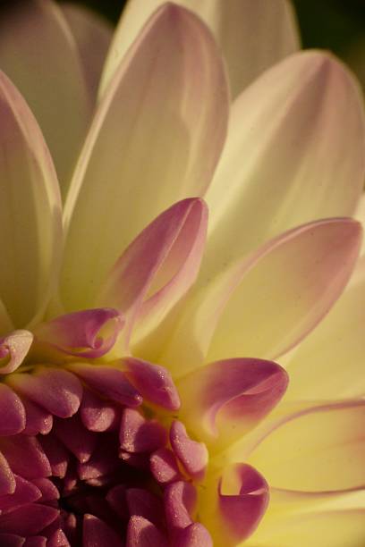 istock Dahlia flower petals close up 2224642341