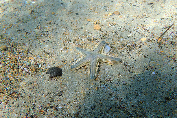 istock Astropecten spinulosus - Sandy starfish, underwater closeup photography 2224642839