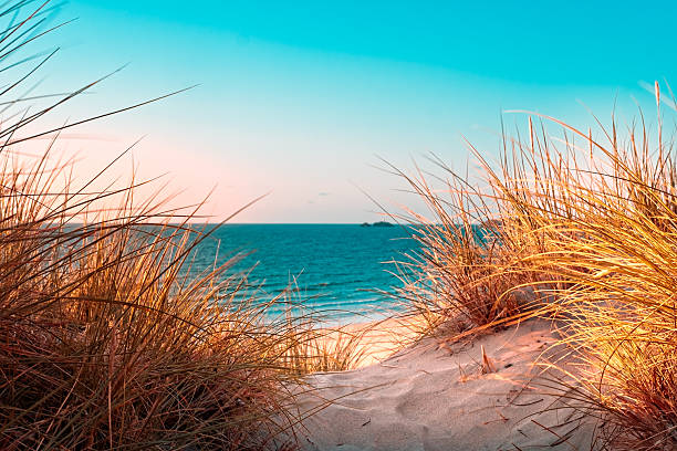 Dünen Gras am Strand der Ostsee
