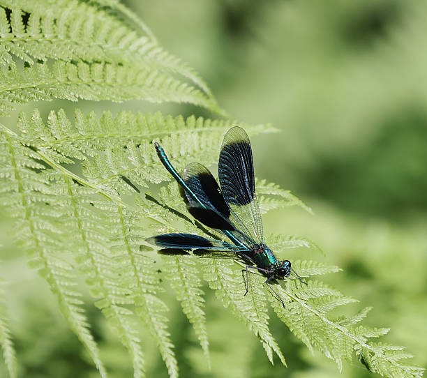 istock Banded Demoiselle (Calopteryx splendens) Male 2224644057