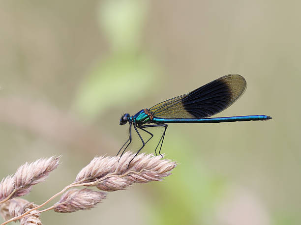 istock Banded Demoiselle (Calopteryx splendens) Male 2224644090