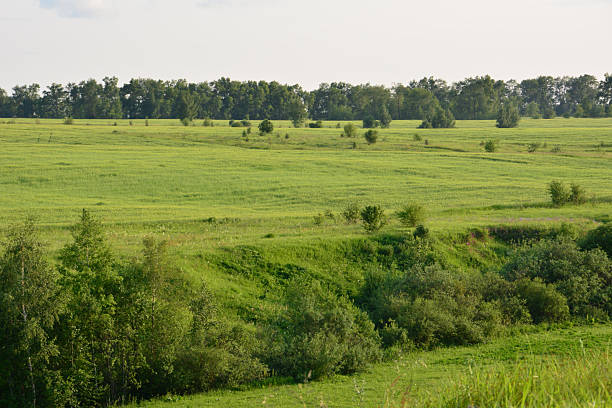 istock Green Meadow Landscape with Trees and Sky wallpaper 2224644253