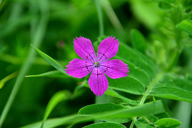 Vibrant Five-Petaled Flower Blooming in a Field top view