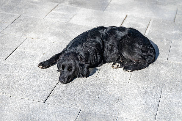 Black Dog Resting on Pavement in Sunlight