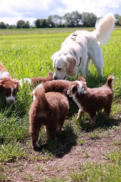 istock Group of dogs are playing in a field 2224645890