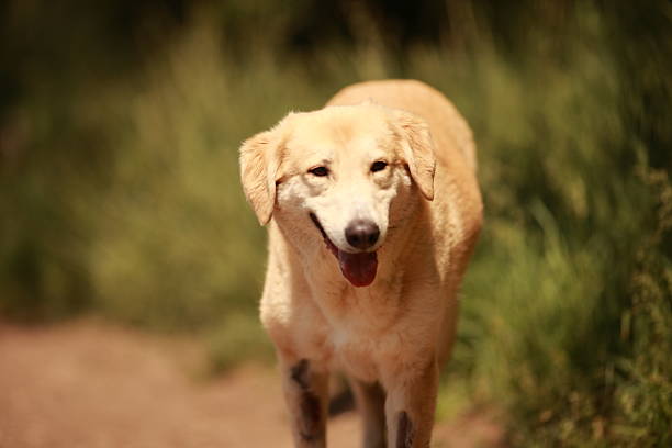 Mutt dog in the fields.