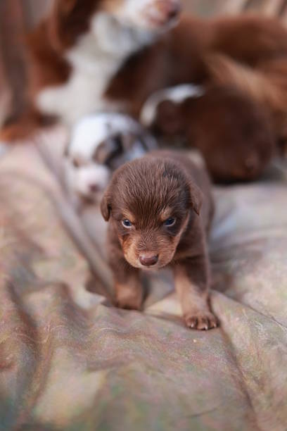 Small brown puppy is standing on a bed with other puppies. The puppy is looking at the camera with a look of annoyance