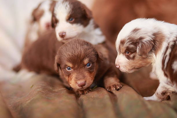 istock Group of puppies are laying on a brown surface 2224650214