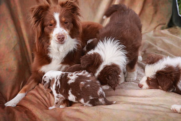 istock Mother dog is nursing her puppies 2224650598