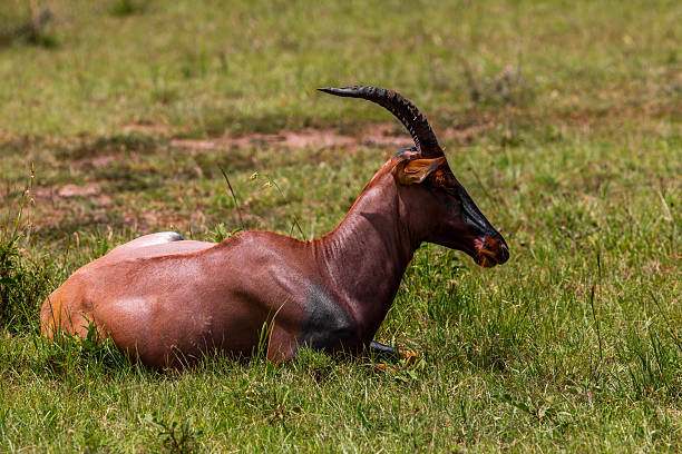 A topi antelope is seen resting on the open Savannah grassland of Maasai Mara National Reserve. Lying quietly with its legs tucked beneath, the animal remains alert in its natural habitat. The serene landscape highlights the peaceful coexistence of wildlife within this protected ecosystem.