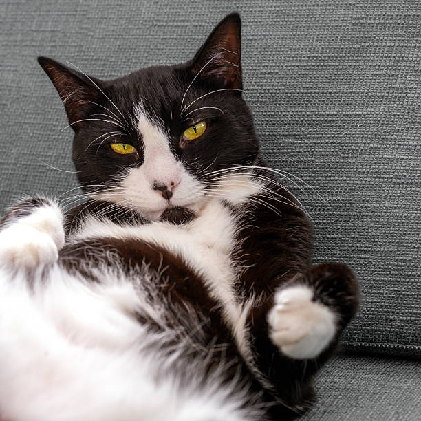 cat lying on sofa with pillow belly up on hot day, looking at the camera
