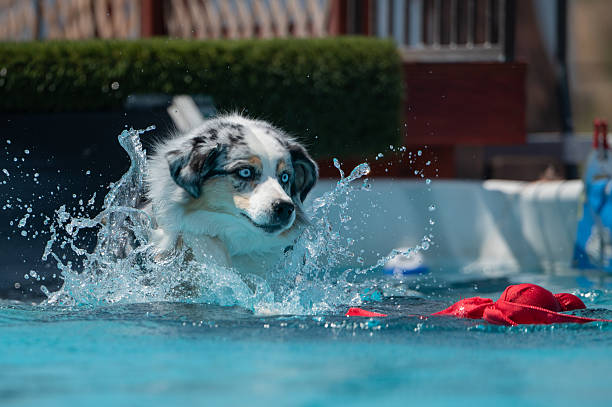 istock Merle colored Australian Shepherd landing in a swimming pool 2224652269
