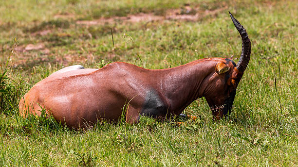 A Topi antelope lies on the grassy Savannah with its head resting on the ground in an unusual but relaxed posture. This position, commonly seen during hot daytime hours, helps conserve energy while remaining alert to surrounding movements. Captured in Maasai Mara National Reserve, the scene reflects the balance of rest and vigilance in the wild.