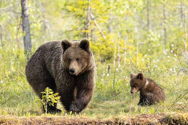 Eurasian Brown Bear, Ursus arctos arctos, with one of her tiny cubs (3-4 months) in the boreal forest of Kainuu Region, Finland,