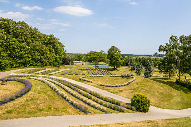 istock Lavender Fields in Southern Ontario 2 2224654304