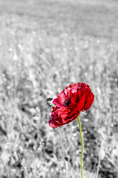 istock Poppy in Lavender Field Selective Colour 2224654308