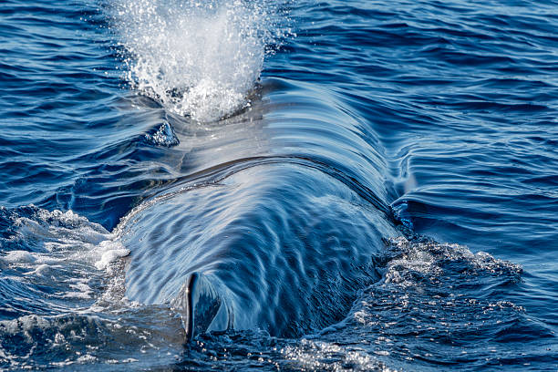 A Spermwhale Sperm whale breathing on sea surface close up