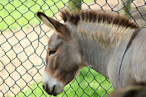 istock Donkey on the Farm 2224654457