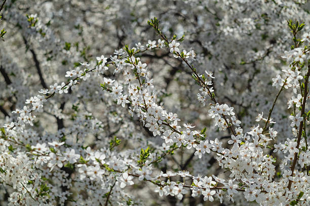 istock Cherry tree in blossoms in the garden. Garden in white bloom. Spring background. 2224654767