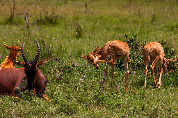 A Topi antelope lies in the grass, gazing watchfully at the camera, while three young Topi calves, each with tiny horns, move about nearby in the open Savannah. Although one of the calves may belong to the resting female, the others could be from different mothers, suggesting a loosely gathered group. The scene reflects a calm moment in the wild, with both care and independence present among the animals.