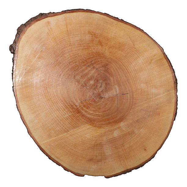 istock Wooden log serving and chopping board, isolated white background 2224655949