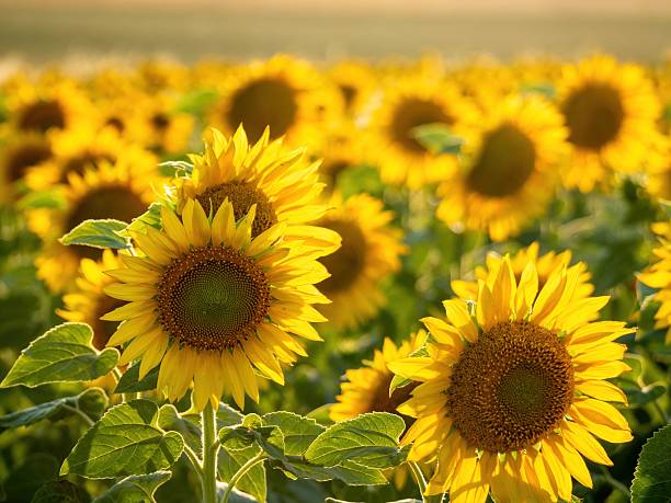 istock Sunlit sunflower field in summer. 2224656900