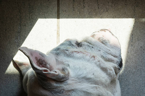 A white bulldog lies on a tiled floor, partially illuminated by a rectangular patch of sunlight coming through a glass door. The image captures the texture of the dog’s fur and skin folds, with its ear and head prominently lit while the surrounding area remains in shadow.