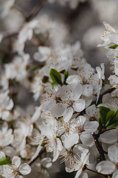 istock Cherry plum flowers on a flowering tree on a blurred background. Spring garden in bloom. 2224657316
