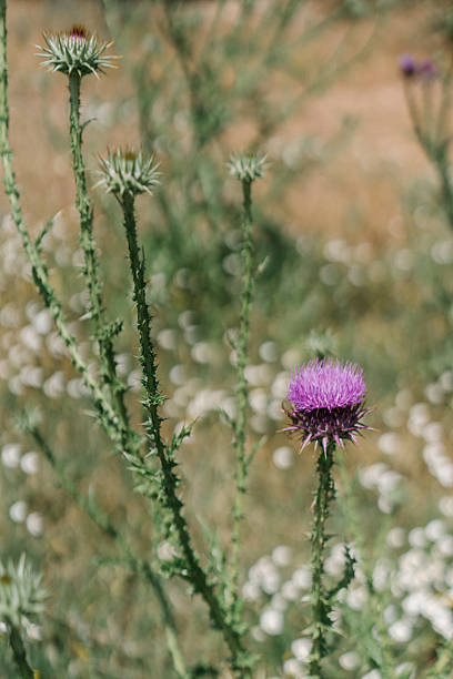 thistle flowers in the field