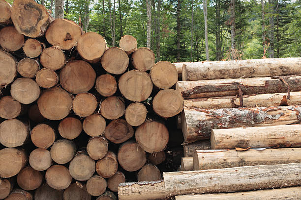 istock Multitude of Stacked Logs Near Forest Edge 2224657993
