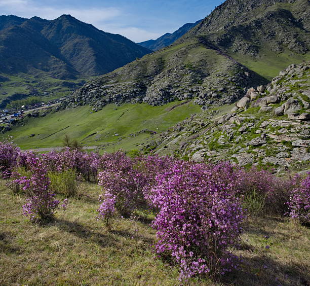 istock The colors of spring Altai 2224658098