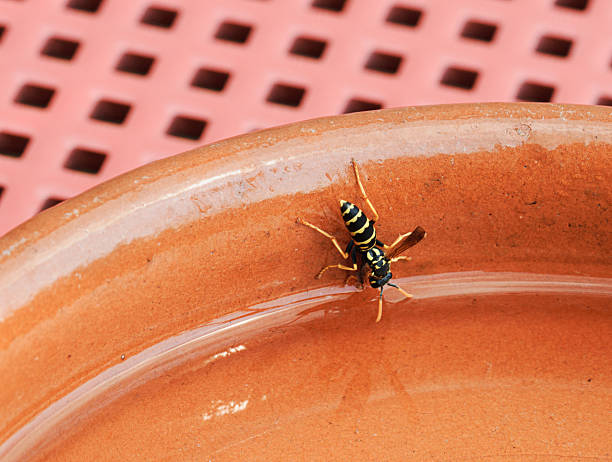 A Polistes paper wasp drinks from the edge of a ceramic bowl, its distinctive black and yellow body contrasting against the warm reddish glaze. The scene captures a small but vital act of hydration and nest-building behavior. The red grid of a plastic chair in the background adds repetition and structure to the shallow depth-of-field composition. Polistes wasps are known for using water in the creation of their papery nests, often found in urban and rural environments.