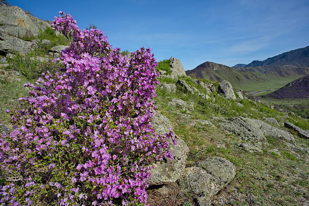 Russia. Mountain Altai. A flowering bush of Ledebur rhododendron (maralnik) on the slopes of the mountains along the Chuisky tract near the village of Kupchegen.