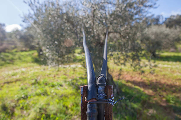 Aerial irrigation system in olive grove. Old olive grove converted for intensive production