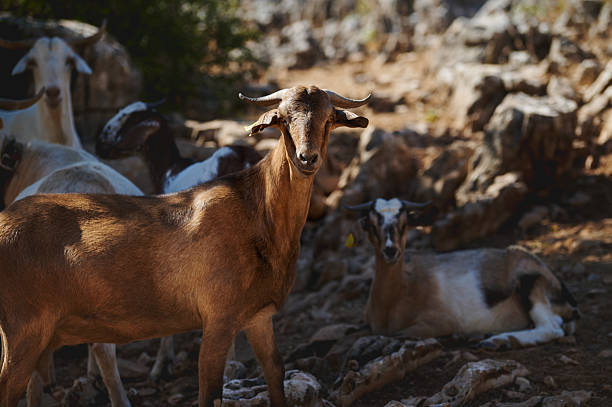 istock Brown Goat Standing Amidst Rocky Terrain With Other Goats Relaxing 2224658496