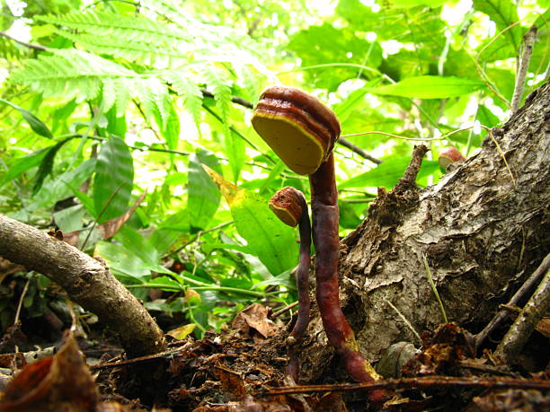 istock Lingzhi Mushroom (Ganoderma lucidum) Growing in Forest 2224661999