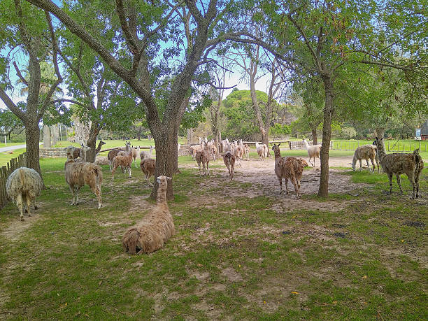 istock Llamas standing under trees in shade 2224662137