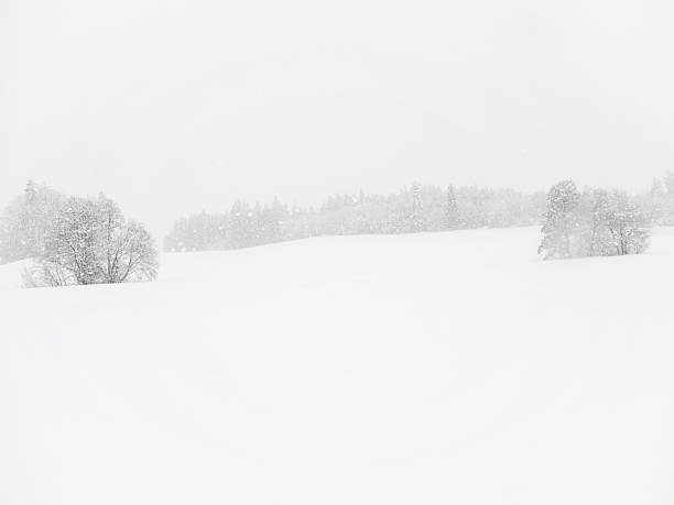 Snowy field with trees in the background. The snow is falling and the sky is overcast