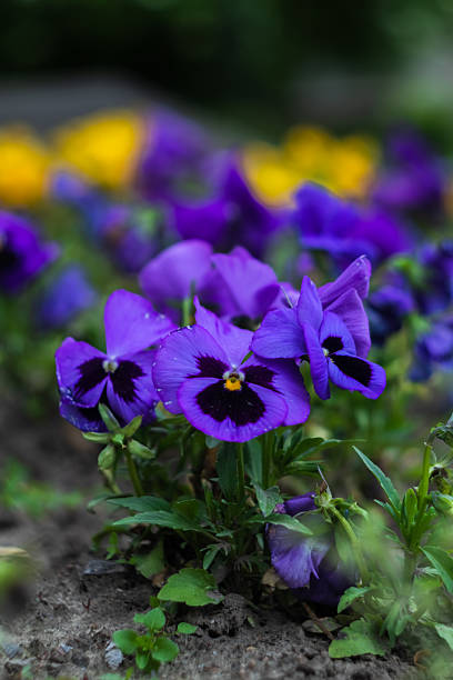 Blue pansies close-up on a blured background in a park area on a summer evening.