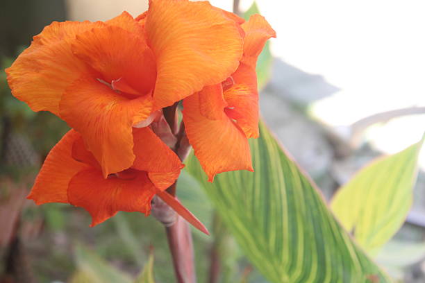 istock Orange Canna Indica Flower In Full Bloom. 2224662699